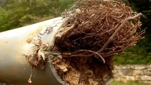 Tree roots inside a sewer pipe section